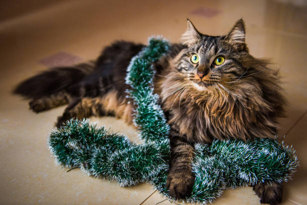 Norwegian fluffy cat with garlands on New Year. stock photo