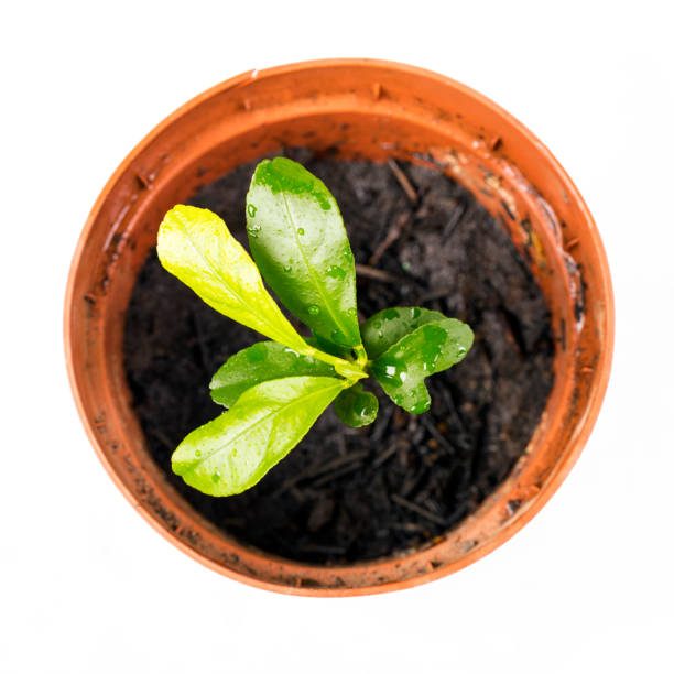istock A green sprout in a pot. 1089110980