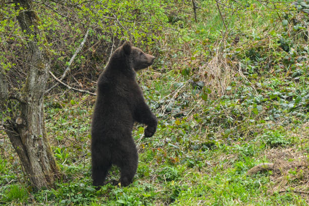 istock Brown bear / Ursus arctos. Bieszczady Mountains. Poland 1089111742