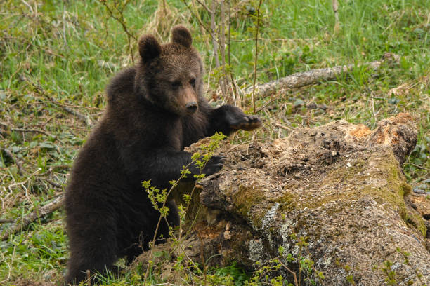 istock Brown bear / Ursus arctos. Bieszczady Mountains. Poland 1089111752