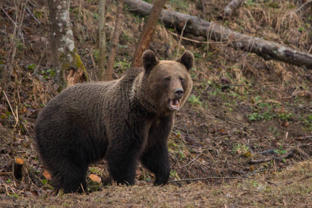 istock Brown bear / Ursus arctos. Bieszczady Mountains. Poland 1089111864