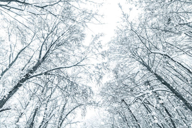 istock Snow covered top trees ,Winter trees crown. 1089111914