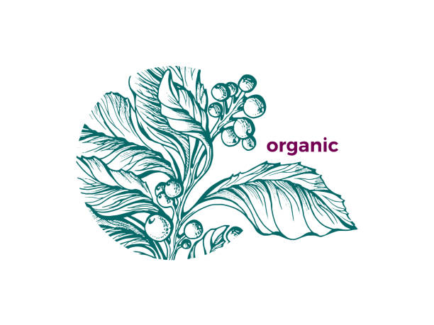 Good luck cave Delegation Vector Organic Symbol Nature Design Green Art Sketch Tea Mate Branch Stock  Illustration - Download Image Now - iStock