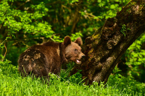 istock Brown bear / Ursus arctos. Bieszczady Mountains. Poland 1089113738