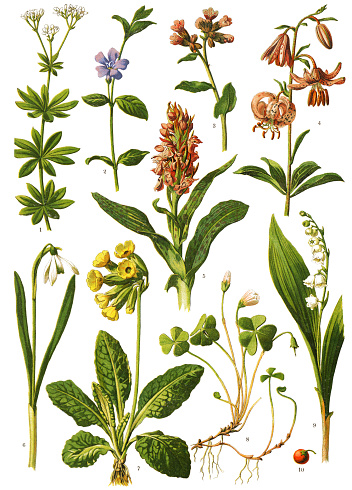 Antique illustration of a Medicinal and Herbal Plants. 
illustration was published in 1893 “botanika i mineralogia atlas