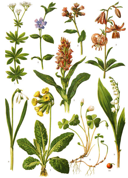 Medicinal and Herbal Plants Antique illustration of a Medicinal and Herbal Plants.
illustration was published in 1893 “botanika i mineralogia atlas"
scan by Ivan Burmistrov
1. woodruff, sweet woodruff
2. lesser periwinkle, dwarf periwinkle
3. lungwort, common lungwort, Mary's tears
4. martagon lily, Turk's cap lily
5. Orchis mascula, the early-purple orchid
6. snowdrop or common snowdrop
7. cowslip, common cowslip, cowslip primrose
8. wood sorrel
9.10. Lily of the valley, sweetly scented lily of the valley antique botanical engraving stock illustrations