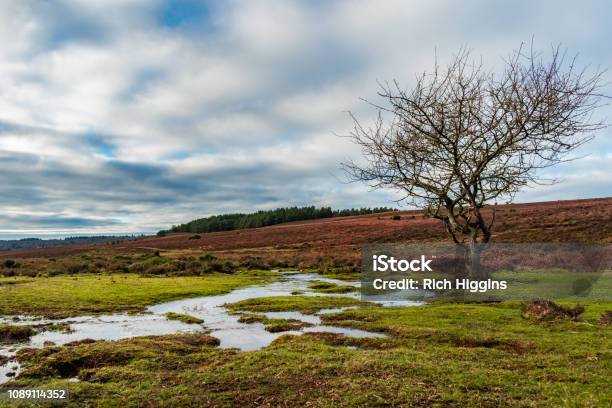 Foto de Um Riacho Que Flui Suavemente Passado Uma Árvore Sem Folhas No The New Forest Inglaterra Reino Unido Sob Um Céu Nublado Dramático e mais fotos de stock de Azul