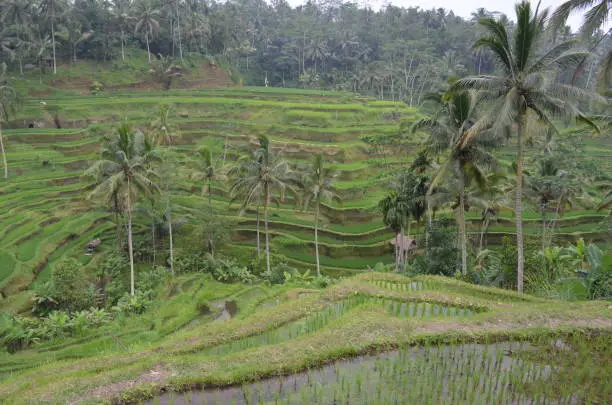 Rice Terrace, Rice Plantation, Nature, Nature, Plantation, Plantation, Bali, Indonesia, Tree, green, Tree, Green, Forest, rain forest, forest, tropical forest