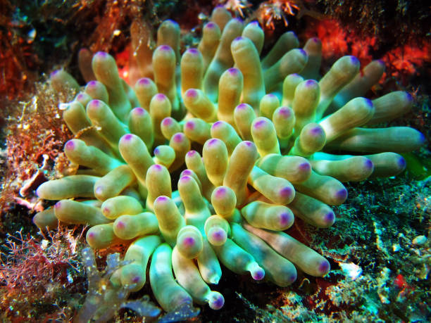 istock Colorful anemone 1089116910