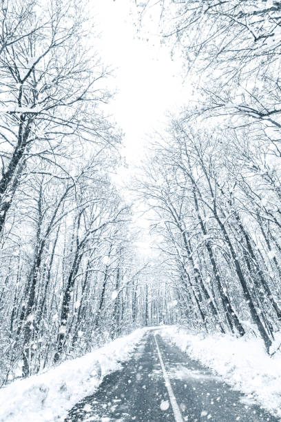 istock Winter forest snow road. Forest road winter snow view. 1089117346