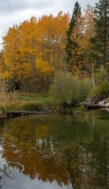 istock Foliage Along Bishop Creek 1089118754