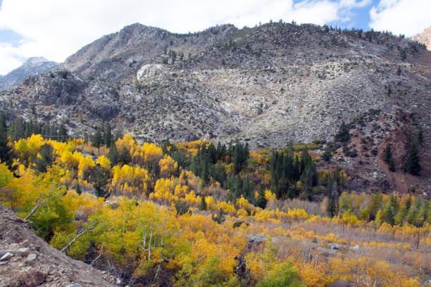 istock Fall Foliage in Inyo County California 1089118816