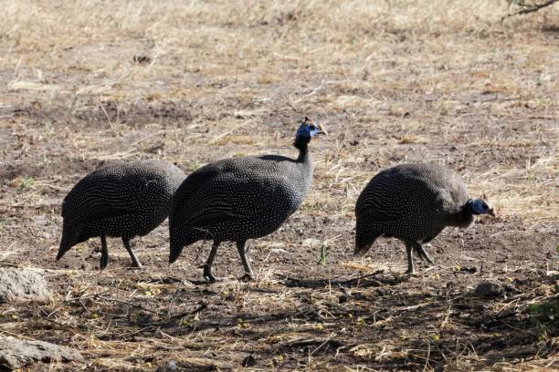 istock Helmed guineafowl (Numida meleagris) 1089118848