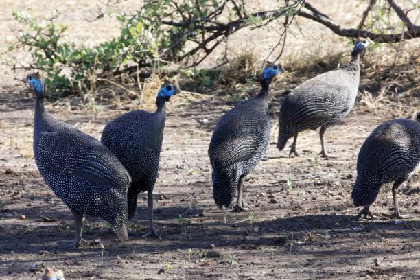 istock Helmed guineafowl (Numida meleagris) 1089118900