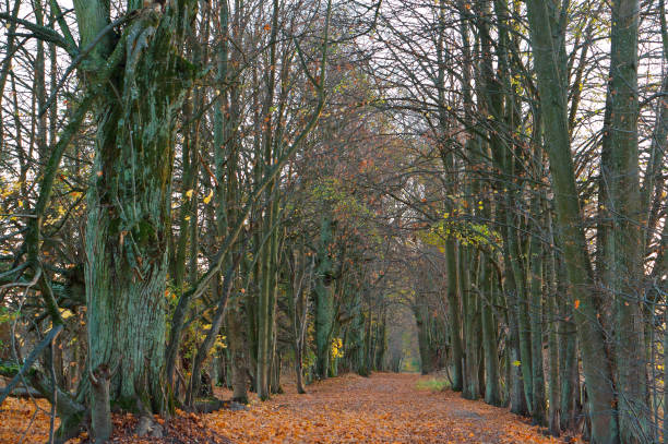 istock roadside alley in autumn 1089119134