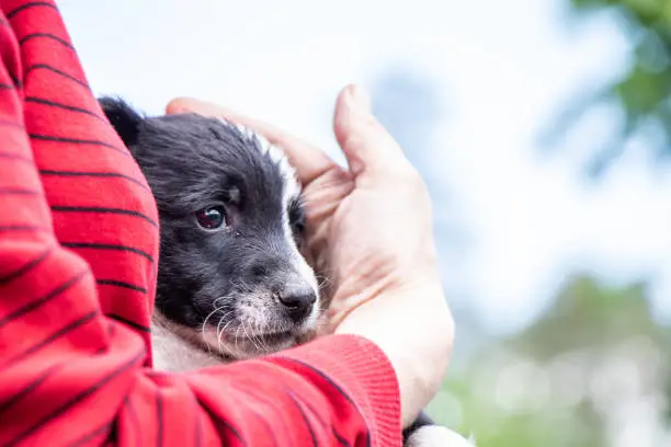 . Puppy on her hands in a woman's red sweater.