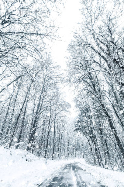 istock Winter forest snow road. Forest road winter snow view. 1089120118
