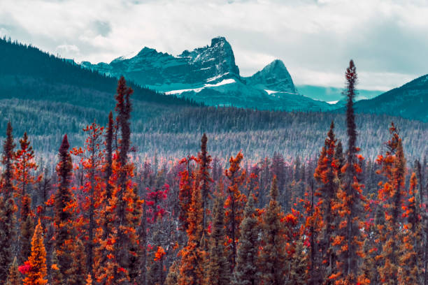 Autumn/Winter season,Jasper National Park, Alberta, Canada.