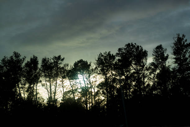 istock Tall trees and the sunset behind it. 1089122774
