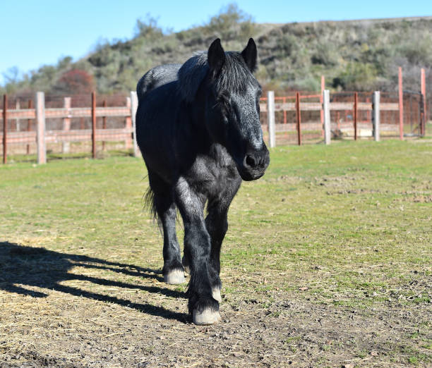 istock horse in  spain 1089124594