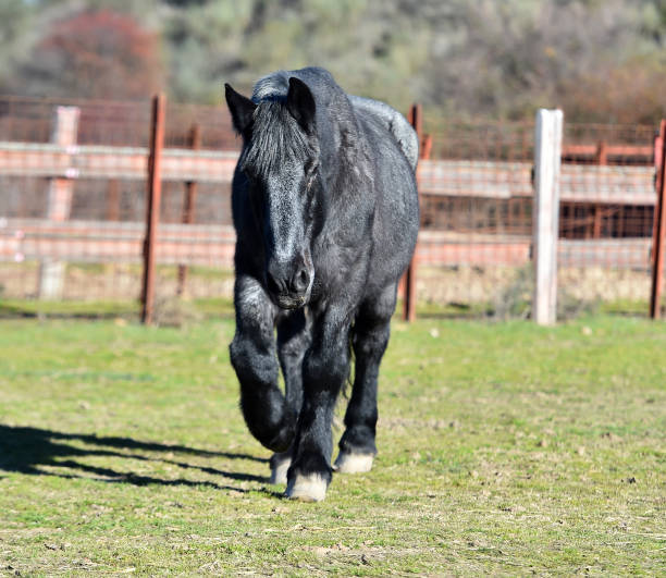 istock horse in  spain 1089124660