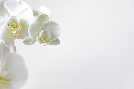 Frame of fresh white orchid on white background . Floral frame. Selective focus, concept idea design with copy space add text. Top view