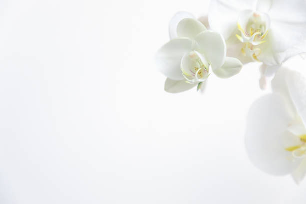 Frame of fresh white orchid on white background . Floral frame. Selective focus, concept idea design with copy space add text. Top view