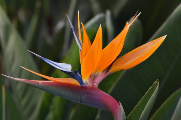 istock Bird of Paradise Flower 1089126944
