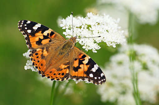 Painted lady butterfly, vanessa cardui on flower green background