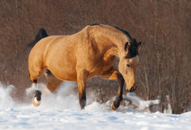 istock Dapple chestnut mustang trotting across winter snowy meadow. 1089130280