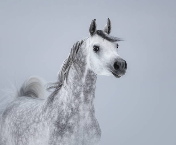 istock Arabian horse on light gray background. 1089130296