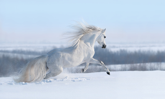 Beautiful winter panoramic landscape. White horse with long mane galloping across winter snowy meadow.