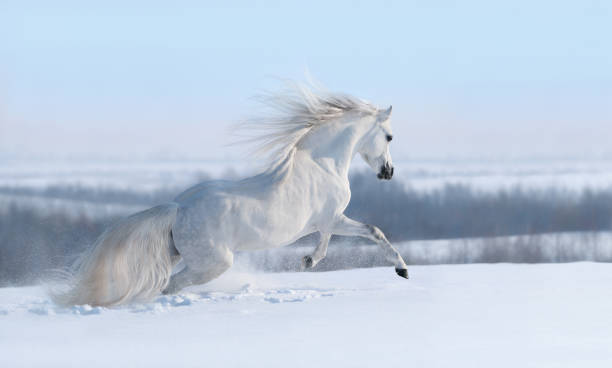 white horse with long mane galloping across winter meadow. - winter snow livestock horse imagens e fotografias de stock