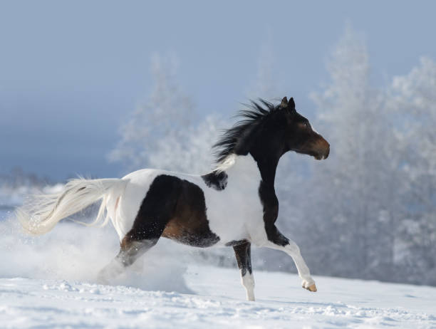 istock Paint horse galloping across winter snowy meadow. 1089130310
