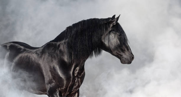 Black Pura Spanish stallion in light smoke. Portrait of black Pura Spanish stallion in light smoke. stallion photos stock pictures, royalty-free photos & images