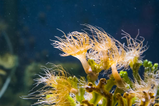 nahaufnahme einer gruppe von federen seeanemonen, tentacled orange anemone, beliebtes haustier in der aquakultur - tentacled sea anemone stock-fotos und bilder