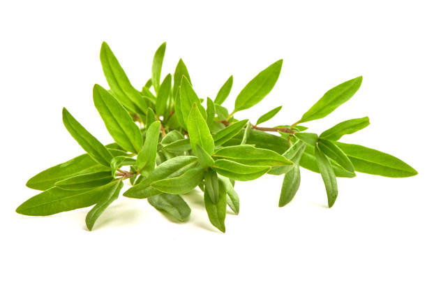 istock Sprig of thyme, isolated on white background 1089130944
