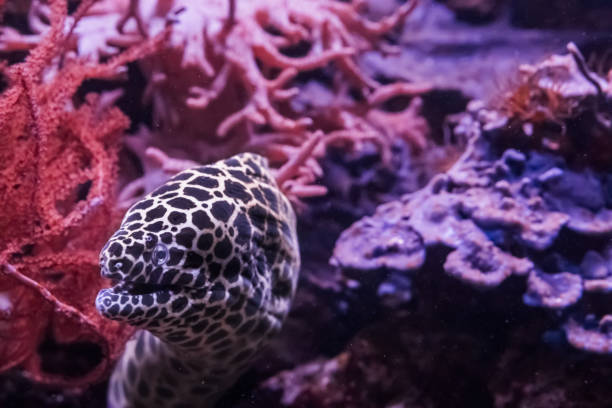 grappige honingraat murene aal uit zijn schuilplaats, een tropische vis van de stille oceaan sluipen - paling nederland stockfoto's en -beelden