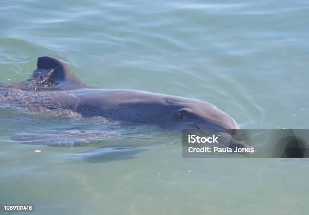 Dolphins Monkey Mia Stock Photo - Download Image Now - Animal, Animal Fin, Animal Wildlife