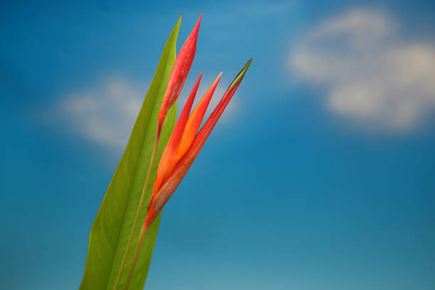 Pictured Heliconia in a blue background.