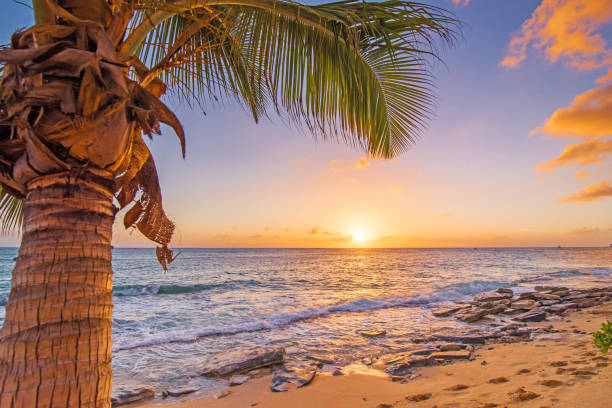 Island Sunset. Footprints, Palm tree, beach, sand and sunset. cayman islands stock pictures, royalty-free photos & images