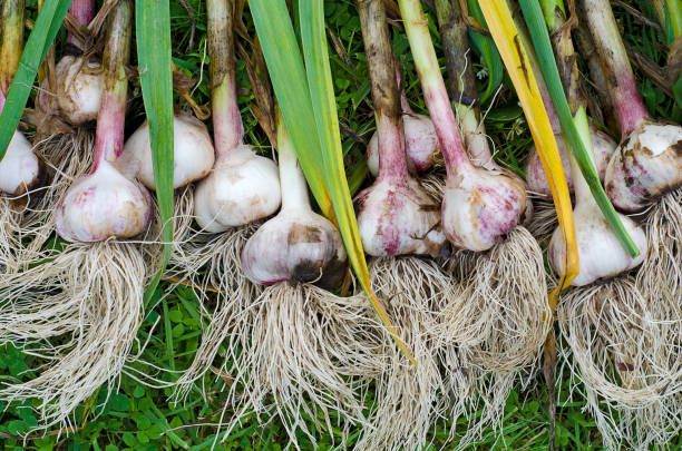 istock garlic grass harvesting stems 1089135700