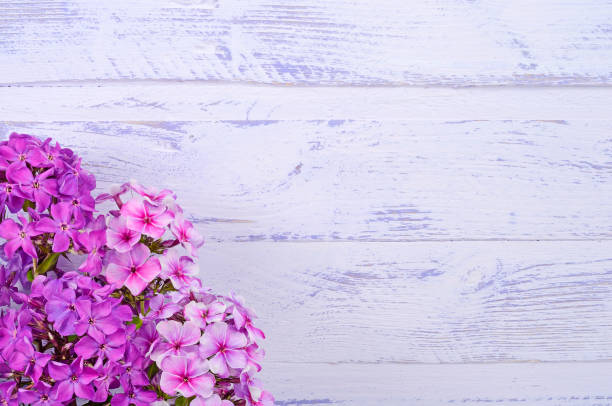 istock Phlox shield fence lilac 1089137894