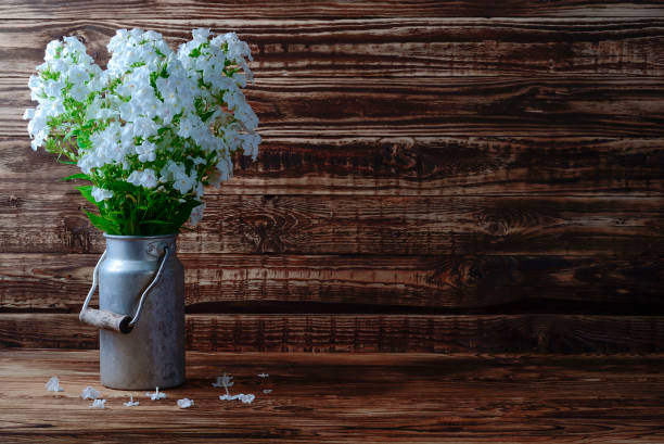 istock Phlox white metal can 1089137956