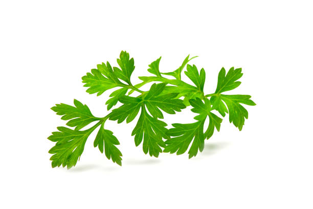 Fresh parsley, close-up, isolated on white background.