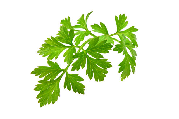 istock Fresh parsley, close-up, isolated on white background. 1089138012