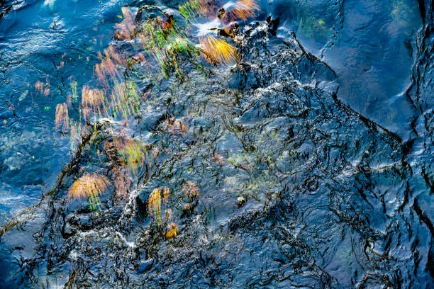 Autumn yellowed grass flooded with clear transparent water of a fast mountain river with a rocky bottom during the autumn flood rushing after the stream forms a unique picture of wild nature