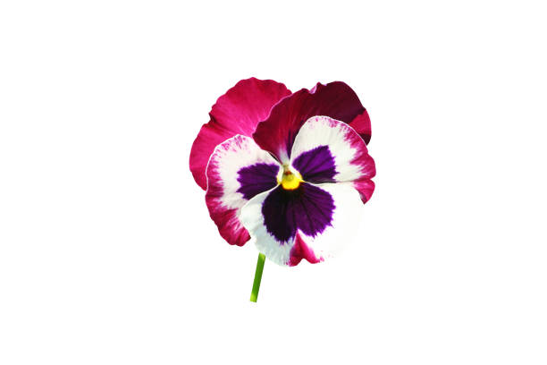 Iris Flower Petal
