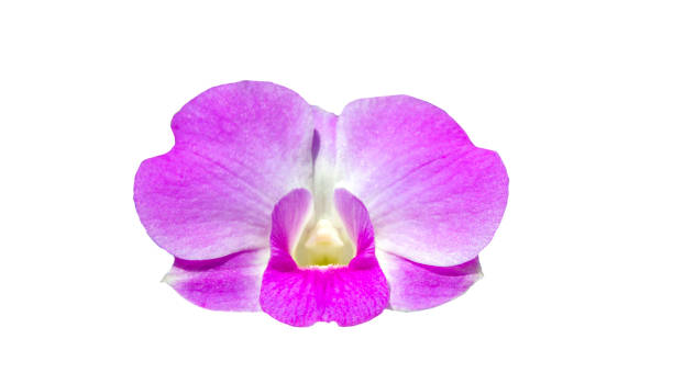 istock Flower purple orchid on white background 1089143830