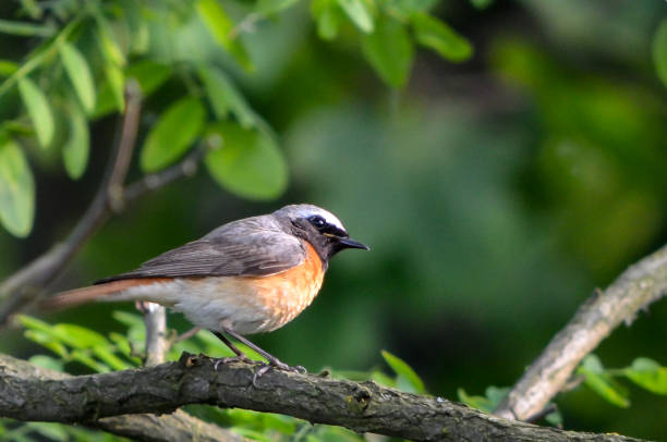 istock Pleat on the branch 1089145722